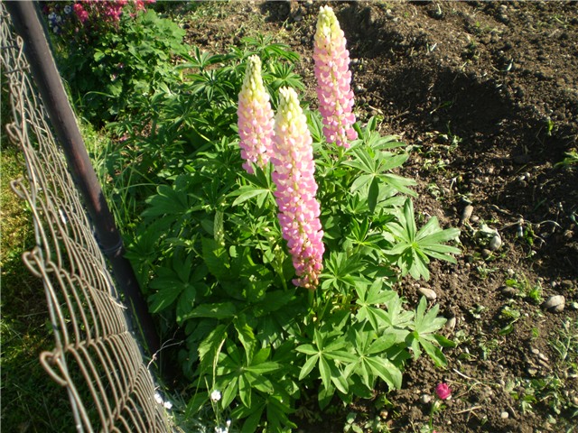 lupinus